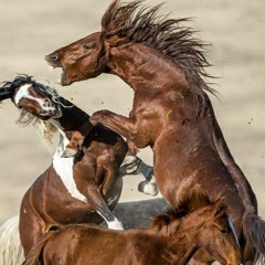 Horse Medicines