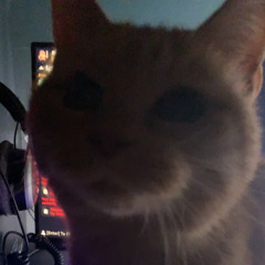 some chilled Meows 2022 - 07 - 28 1324