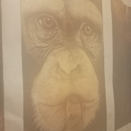 Fruit Monkey broken thought