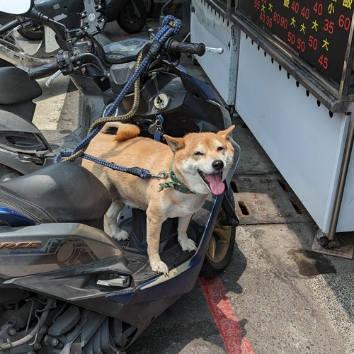 Re: [求助] 禿頭朋友想有甜甜的愛情