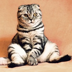 Happy Cats