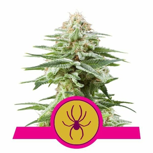 WHITE WIDOW ale to HARDSTYLE