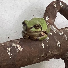 Jim O'Rourke Steamroom 301025