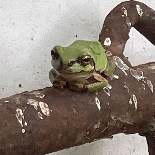 Jim O'Rourke Steamroom 301025