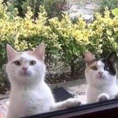 Life of a street cat