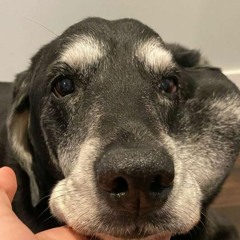 Sundown (Let Me Love You)