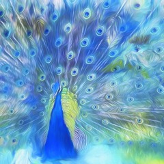 Sound Pictures -Peacock-