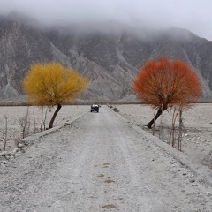 Baltistan: Apricot Bloom