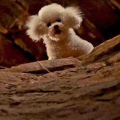 Perfect Organism ·  Prime Mover  VS  Wejdene - Je T'aime de Ouf -  JVR