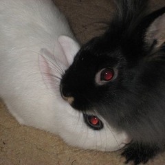 bunnies- OliveSongs on Tiktok