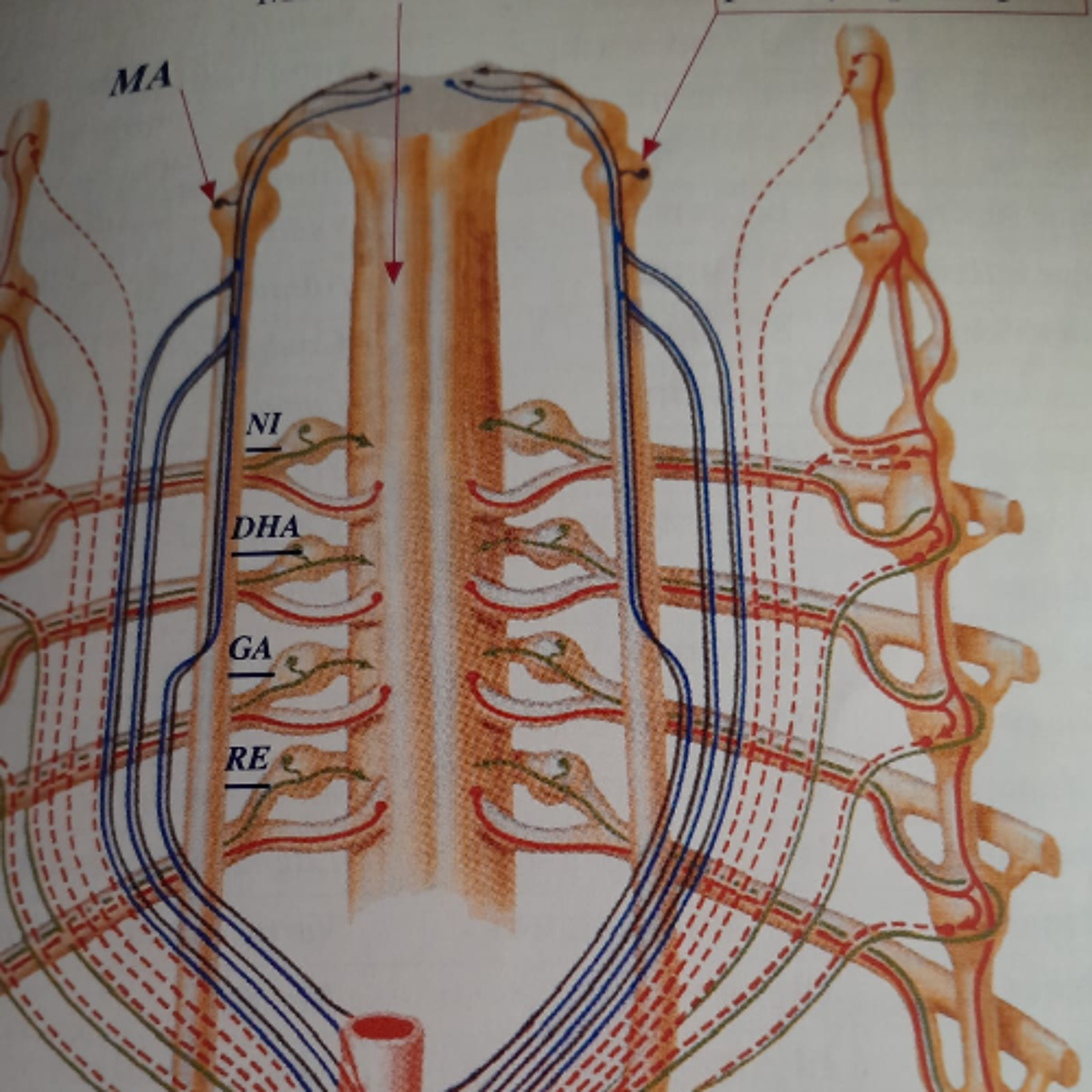 Radio Gandharva Gana