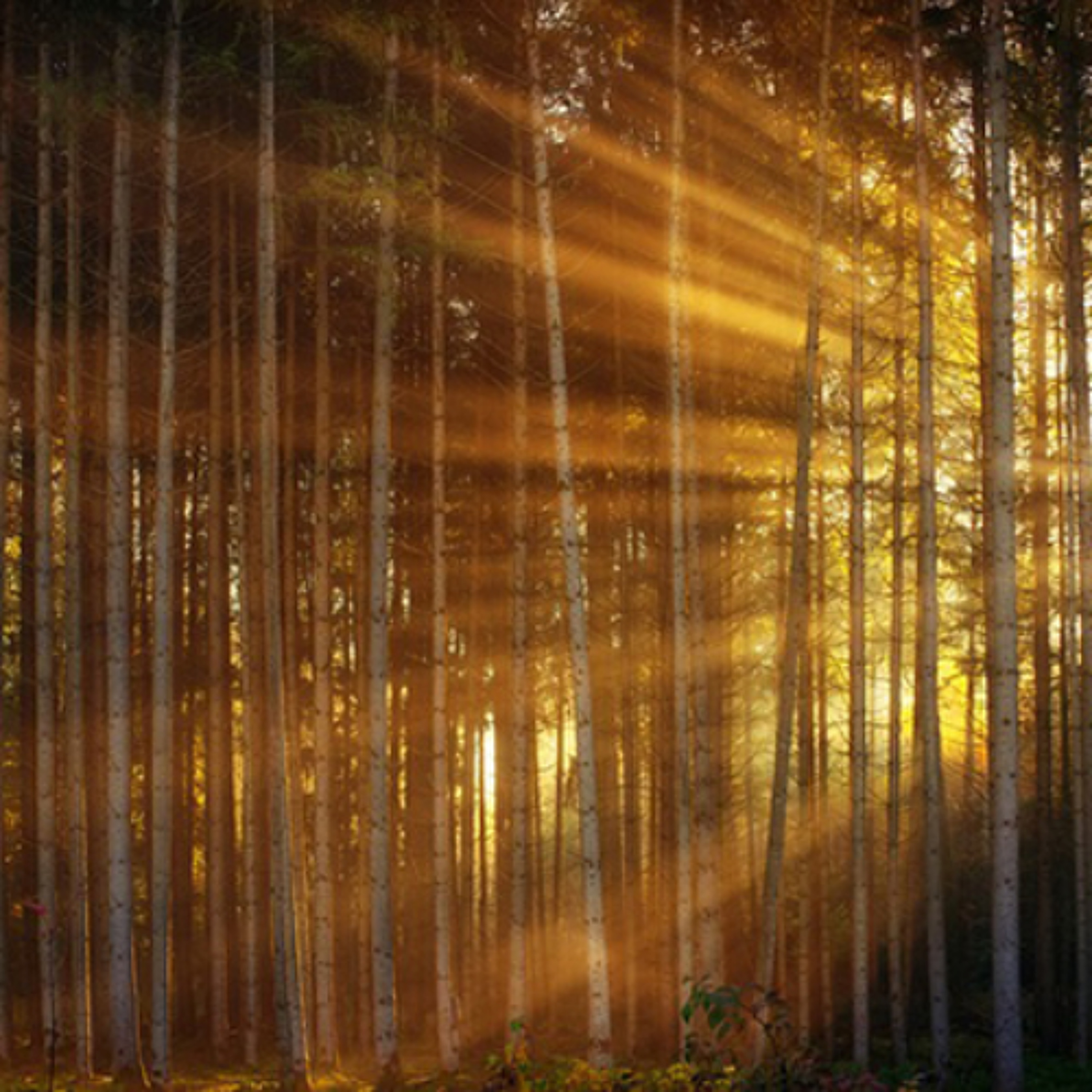 Food for the soul - It’s time to create an abundance of light - Chitra Utappa – 21/02/25 episode artwork