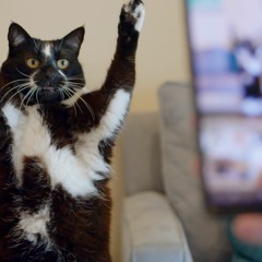Kwok Talk: Cat Daddies