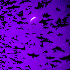 oppack (prod nocolor)