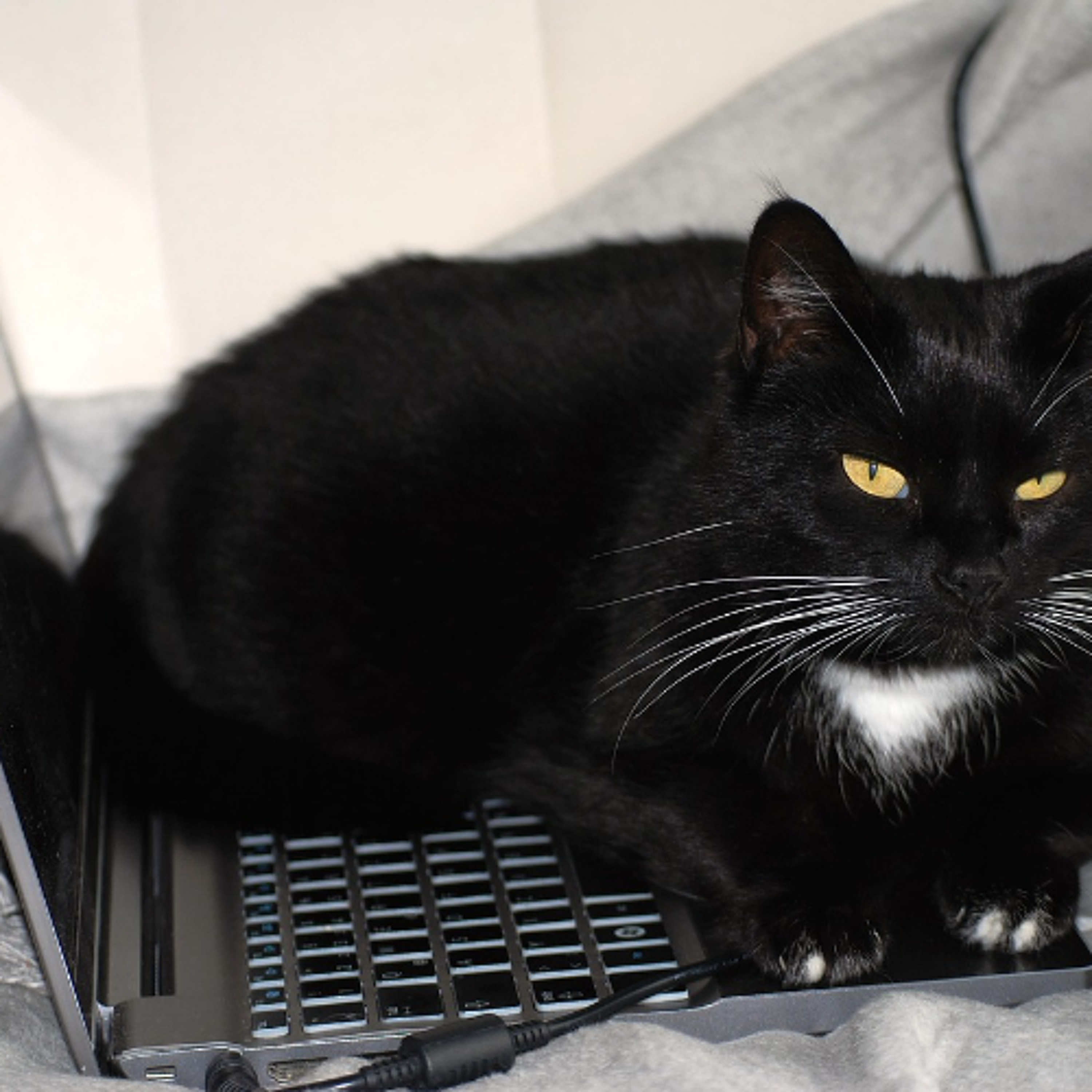 Pets and tech: how the digital era helps pet health. 10 min podcast.