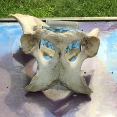 PELVIS