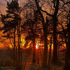 Come After Dawn