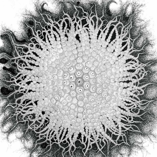 Shepper Land - Patacid