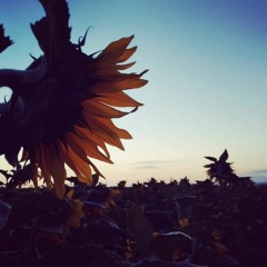 SUNflower SUNrise - RevadiM Forest- Pop-Up Party 29May 2023 Live mix