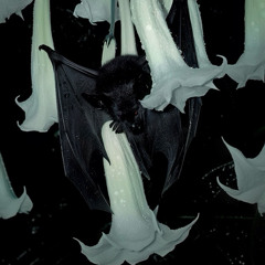 🖤