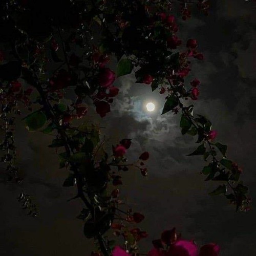 الليل يا ليلى يعاتبني || أحمد الطبيب