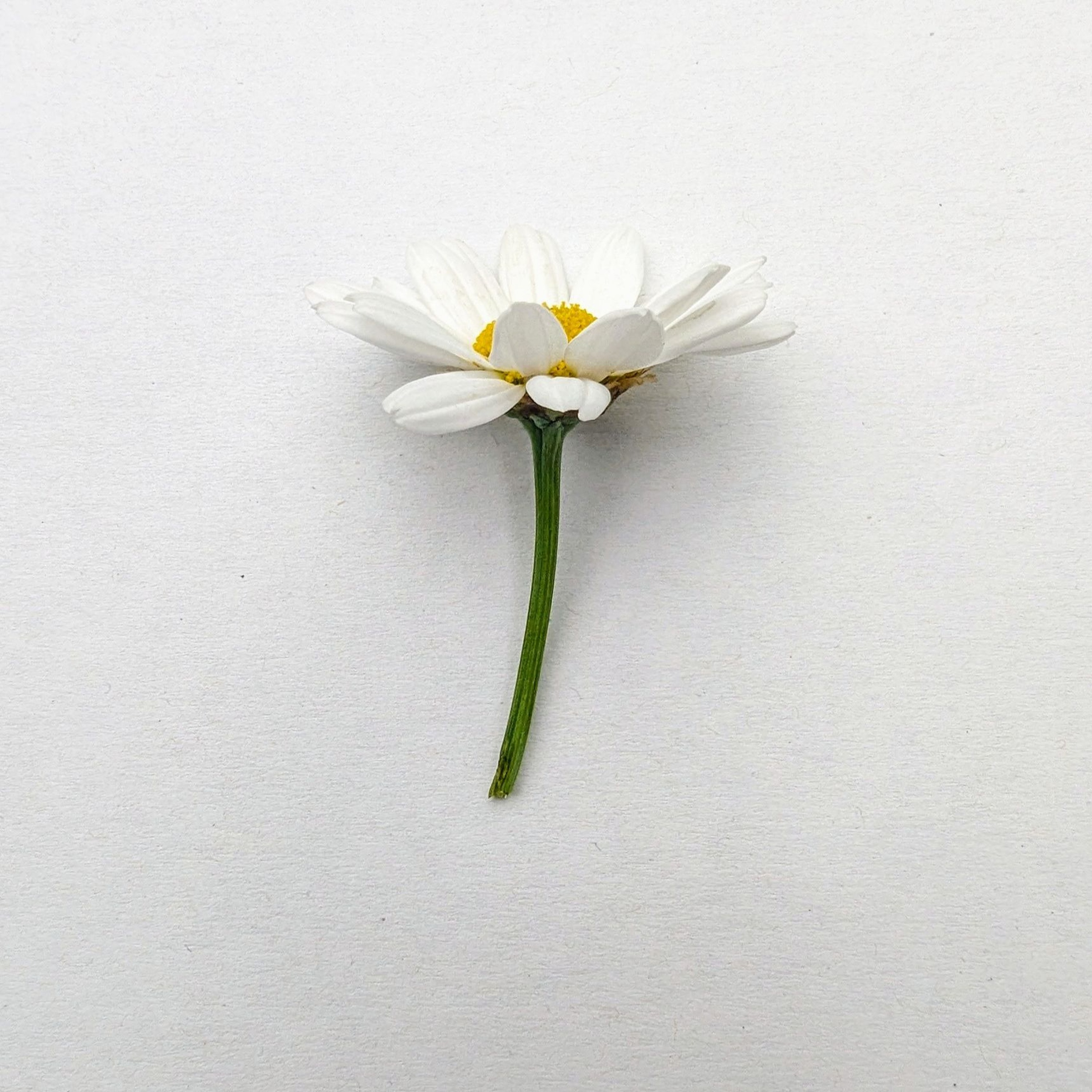 Fir Cone Children - You Are My Animal (Slow) episode artwork