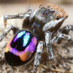 The Organ Grinder Rides