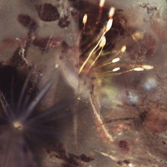 laglacewhytie - detached (prod. elyth)