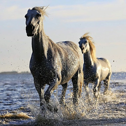 Ket Donk 2 - Iceboy Ben