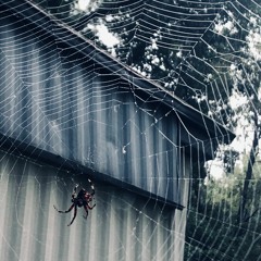 A Spider's Successes