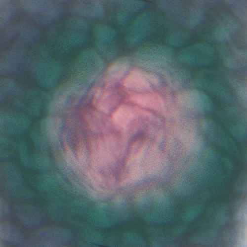 replicate