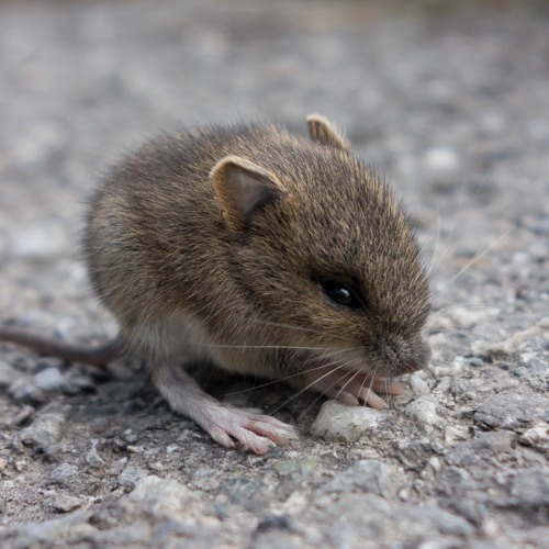 Vibreen - Tyrannosauraus Text (Original)