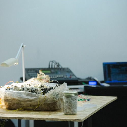 Mycelium Garden - One iteration of the sound installation - phase 2