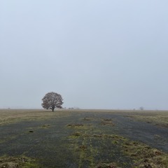 foreign fields (2026) instrumental