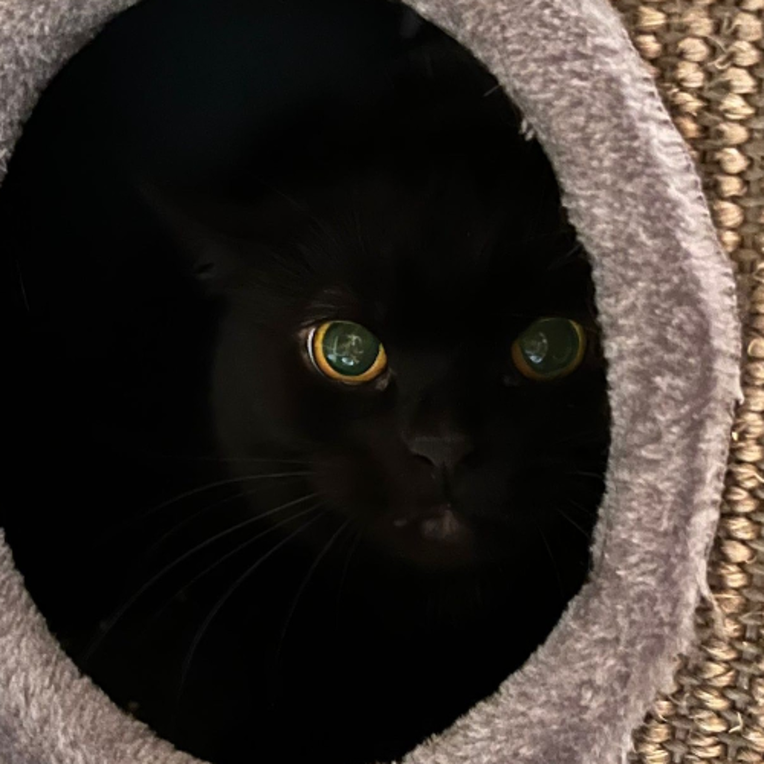Körbchen gesucht vom 01.07.2026 - Kater Freddy episode artwork