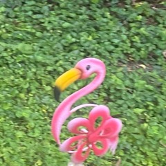 ondemtreezagn🌳🏝️