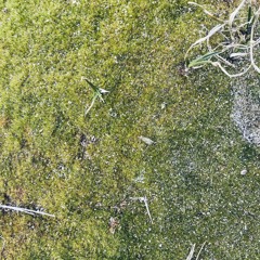 Fungus Dance