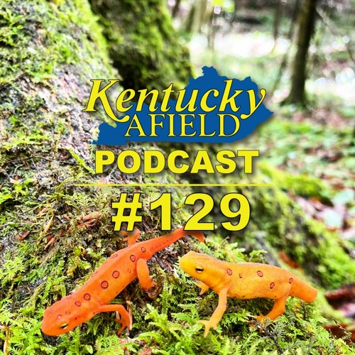 Podcast graphic showing orange salamanders on a log