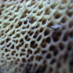 4DATOADS 🗑️ #garbagecanbeats