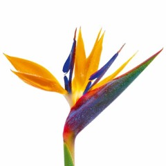 Flowers - Jay Sander (original Mix)