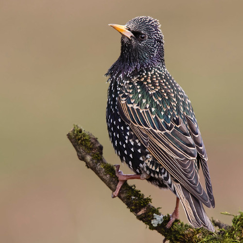 Starling Song Mimicking Jackdaw and Gulls - MixPre-7775