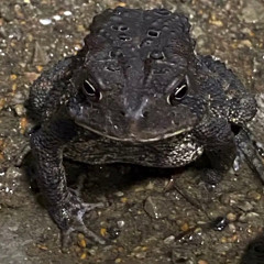 MC MENTAL AT HIS BEST (INSTRUMENTAL)