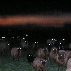 metric - black sheep (cameron scalp edit)