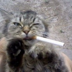 dkmdkm