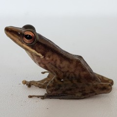 Bijurana nicobariensis