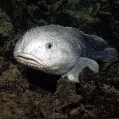 Ugly Beneath the Waves