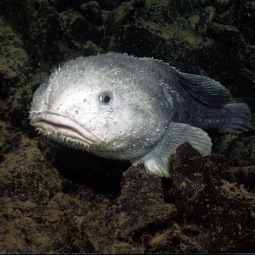 Ugly Beneath the Waves