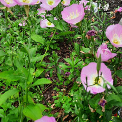 fruits of my labor/ lucinda williams