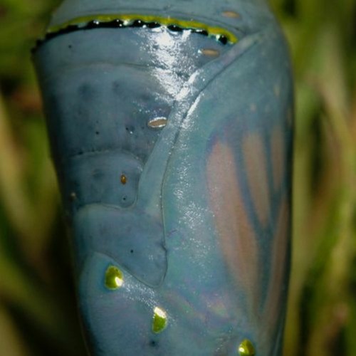 Dysorder Mix Series 009: MEMPHY - Hatchling