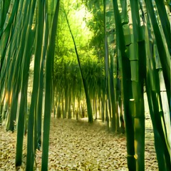 City of Bamboo - Forest Piano, Relaxation